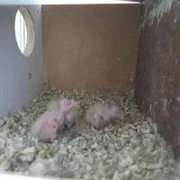 عروس هلندی|پرنده|قم, حاج خلیل|دیوار