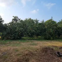 * فوری * 4 قطعه زمین کترا ، حبیب‌آباد کوچه بهار