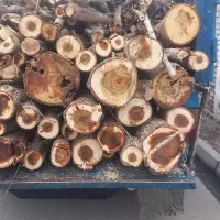 خرید و فروش چوب قطع وبرش درخت هرس کاری