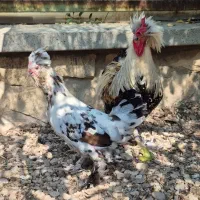 مرغ و خروس نژاد لهستانی