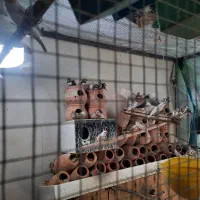 فنچ مولد|پرنده|بیرجند, |دیوار