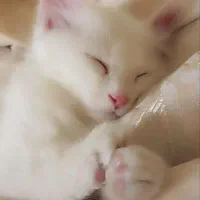 گربه نر پرشین کلاسیک واکسیناسیون کامل(بچه)
