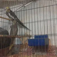 یک جفت عروس بالغ