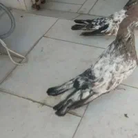 کفتر