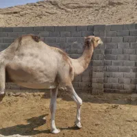 شتر|حیوانات مزرعه|داراب, |دیوار