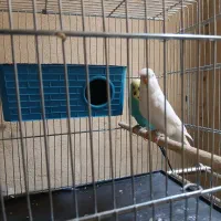 ۲ مرغ عشق نر سالم سرحال با قفس و لوازمات ۲ ک ارزن|پرنده|اهواز, کوی ملی راه|دیوار