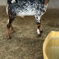 بوئر و صلال|حیوانات مزرعه|اراک, |دیوار