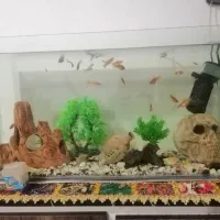 ماهی اکواریوم سر جم