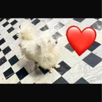 سگ پشمالو نر پا کوتاه