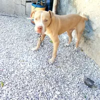 پیت بول نر وارداتی ۲سال و نمیه|سگ|اصفهان, ستار|دیوار