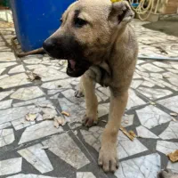 سگ سراب نر و ماده|سگ|رشت, فرزانه|دیوار