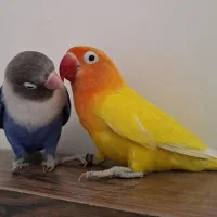 طوطی برزیلی کارداده