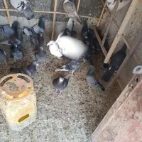 ۵۵عدد کبوتر مشهدی قیمت یک جا دونه ای ۳۰۰هزار تومن