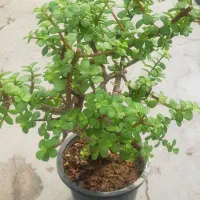 ساکولنت خرفه ای|گل و گیاه طبیعی|تهران, عباس‌آباد|دیوار