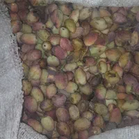 پسته تر و تازه  خندون و پر مغز