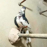 راست افشون ماده پرشی