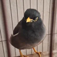 مرغ مینا