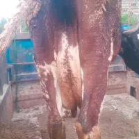 گاو دورگ محلی صحرا شو ۸ماه آبستن