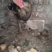 بقلمون نر سنگین وزن