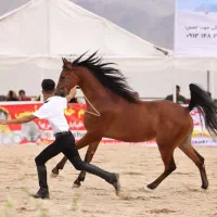 اسب اصیل مصری