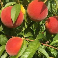 نهال هلو|گل و گیاه طبیعی|تهران, آرارات|دیوار