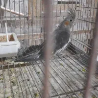 عروس هلندهای بالغ|پرنده|قشم, |دیوار