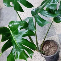 گل بامبو کلکسیونی|کلکسیون اشیاء عتیقه|بروجرد, |دیوار