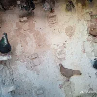 کفتر یاکبوتر