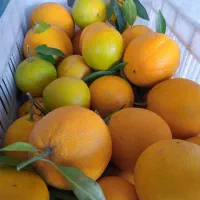 پرتقال تامسون|خوردنی و آشامیدنی|قائم‌شهر, |دیوار