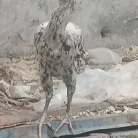 مرغ