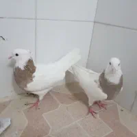 کبوتر سالم|پرنده|خمینیشهر, |دیوار