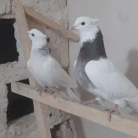 کبوتر|پرنده|مرند, |دیوار