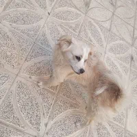 سگ پامر اشپیتز و مالتیز