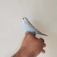 مرغ عشق دستی