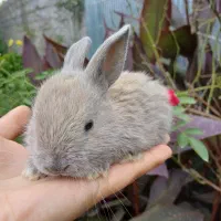خرگوش دونه ای دویست