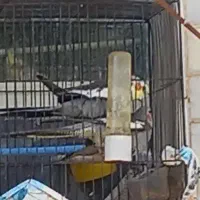 مرغ عشق عروس هلندی