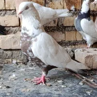 رنگی|پرنده|خرمشهر, |دیوار