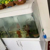 آکواریوم کامل شرکتی|ماهی|شیراز, شریف‌آباد|دیوار