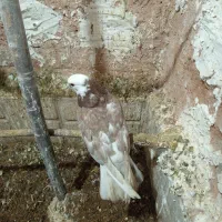 کفتر پرشی|پرنده|سبزوار, قصبه شرقی|دیوار