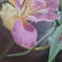 فروشنده خانم یا آقا . متعهد و متشخص