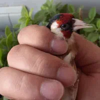 سهره نر چونه سفید|پرنده|تهران, چیتگر شمالی|دیوار