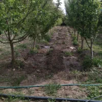 زمین باغی سند شش دانگ ملکی