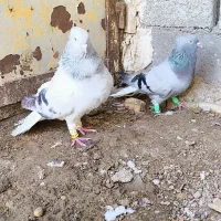 جفت شامی دمسفید و سبز دمسفید قواره درشت