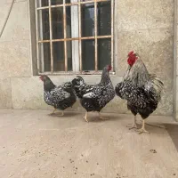 جوجه ویاندوت سیلور اورجینال