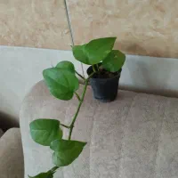 گل پتوس ۲۰ تومنی|گل و گیاه طبیعی|قم, در بهشت|دیوار