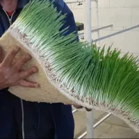 مشاوره طراحی راه اندازی خط علوفه هیدروپونیک