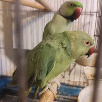 ملنگو جفت|پرنده|تهران, بهار|دیوار