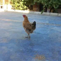 مرغ تخم گزار  سرحال