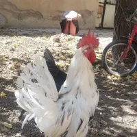 خروس و مرغ محلی