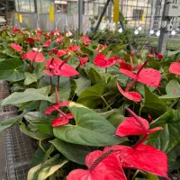 زاموفیلیااگلونماشامادورا ارکیده سانسوریا بنجامین